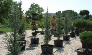 Potted plants ready to be used for commercial landscaping